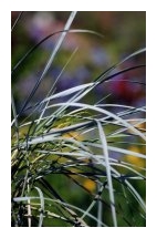 ELYMUS arenarius 'Glauca'